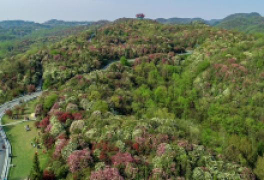 百里杜鹃戛木景区景点图片