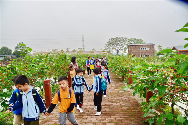佛山渔耕文化园荣登本地采摘热搜榜第一，万株桑树结满果等游客来