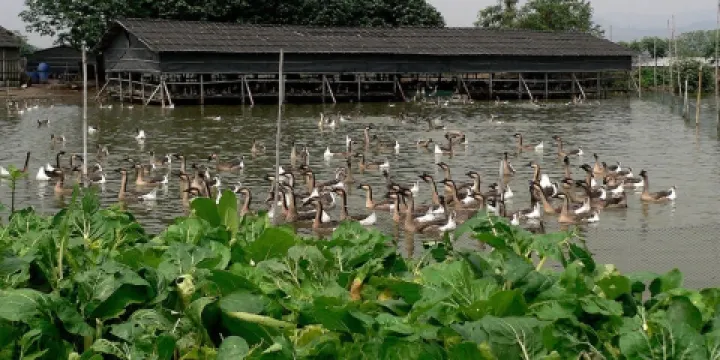 清遠市清城區龍塘鎮清泉生態養殖場