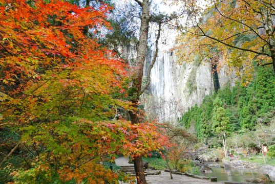 大会岭红枫古道