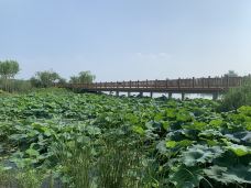 淀山湖风景区-上海-芳芳330