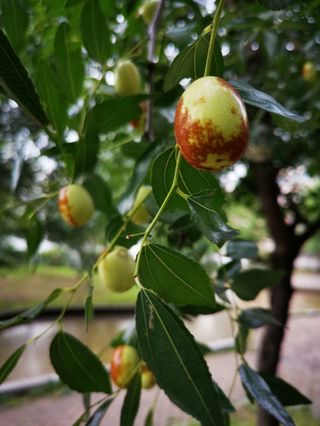 【穿越时空前“满”游】3.关门山，关的是“枫王”