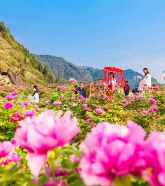 垫江游记图文-重庆踏春赏花好去处，垫江恺之峰牡丹花文化节