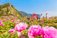 垫江游记图片] 重庆踏春赏花好去处，垫江恺之峰牡丹花文化节