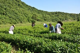 云台山的杜鹃，值得你一看的那一抹彩色