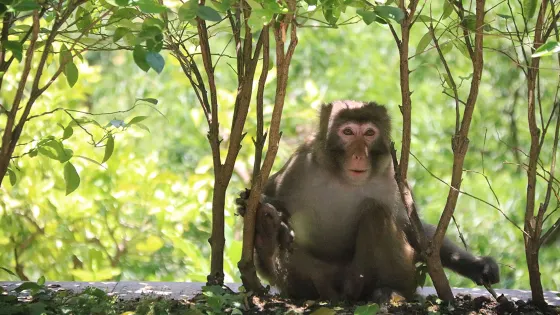 神農架獼猴樂園