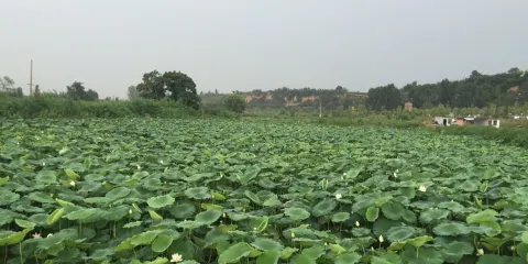 霸渭文化生態區