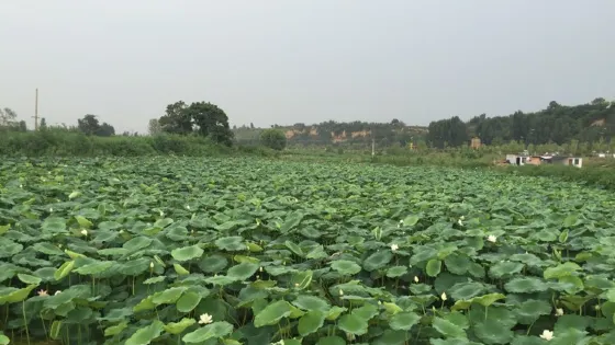 霸渭文化生態區