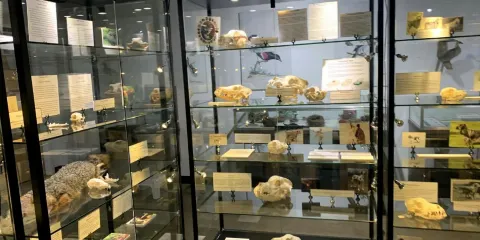 Georgia Museum of Natural History