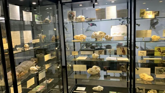 Georgia Museum of Natural History