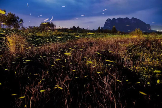 南宁首家 | 能看到萤火虫的露营地