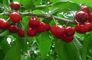 争创国家全域旅游示范区 | 中国农民丰收节至！品尝一口理县丰收味~