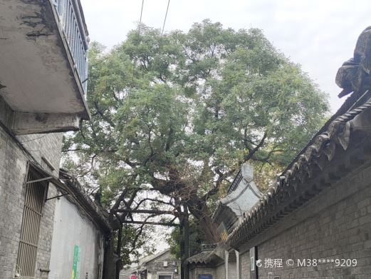 溱潼古镇旅游区-绿院垂槐