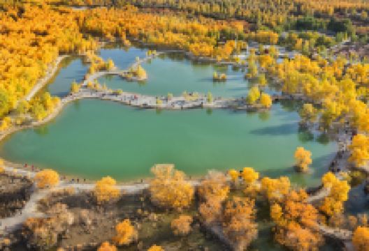 金塔胡杨林景点图片