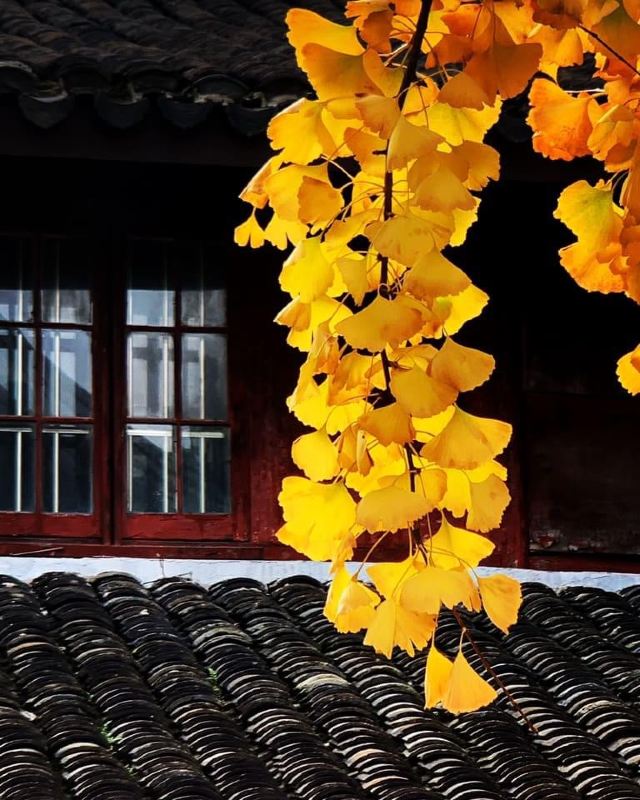 龙华塔旅行图片 14