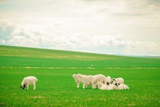 呼伦贝尔旅游攻略