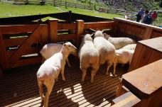 瓦尔特峰高原农场-皇后镇