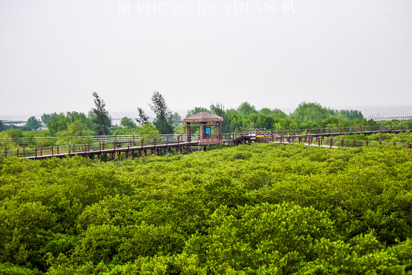 广东阳江海陵岛，不只有世界级的碧海银沙，还有一片美丽的红树林