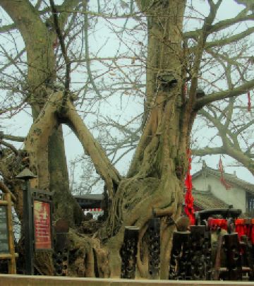 平乐古镇游记图文-2020.11.16重游四川邛崃平乐古镇