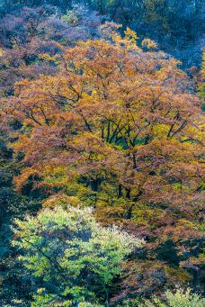 甘肃莲花山国家森林公园-临潭