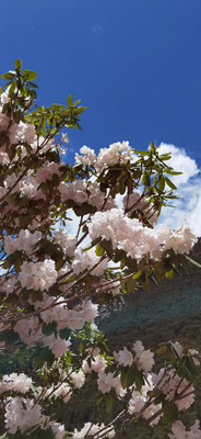 六月去措普沟景区，看高山杜鹃花开成“海”！