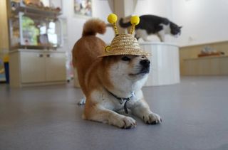 炎炎夏日,常熟治愈系美好小店!空调、冷饮是必备!还有毛茸茸的小宠陪伴你哦!