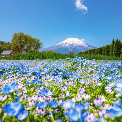 东京富士山+河口湖一日游