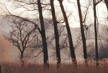 紫蓬山国家森林公园景点图片