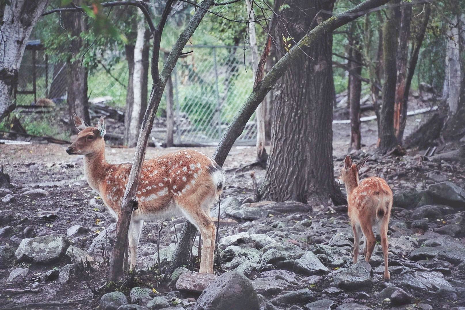 5-Day Arxan Tour: From the Forest Eye to Wetland Ecology, Arxan's Natural Beauty