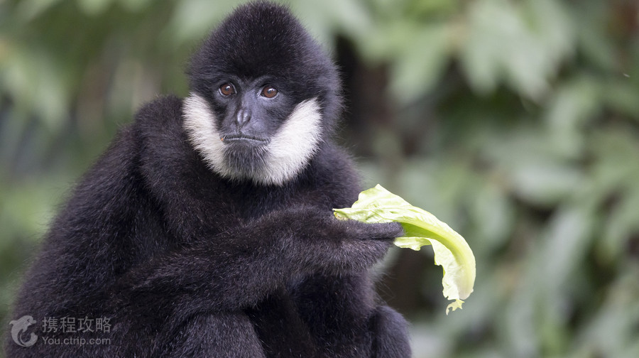 深圳野生動物園