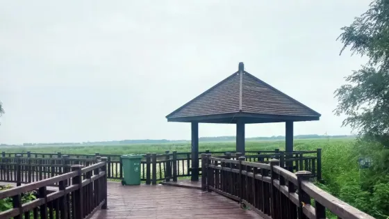 瀋陽西湖風景區-珍珠湖荷花池