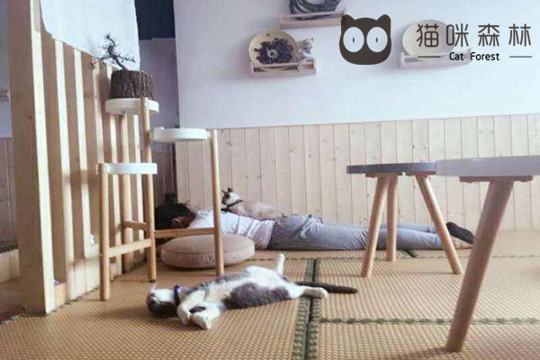 迷茫的时候我就喜欢到猫咪森林猫咖撸猫喝咖啡