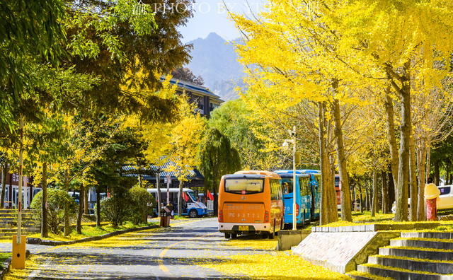 洛阳白云山最美季节已经到来,银杏林惊艳秋天,错过再等一年