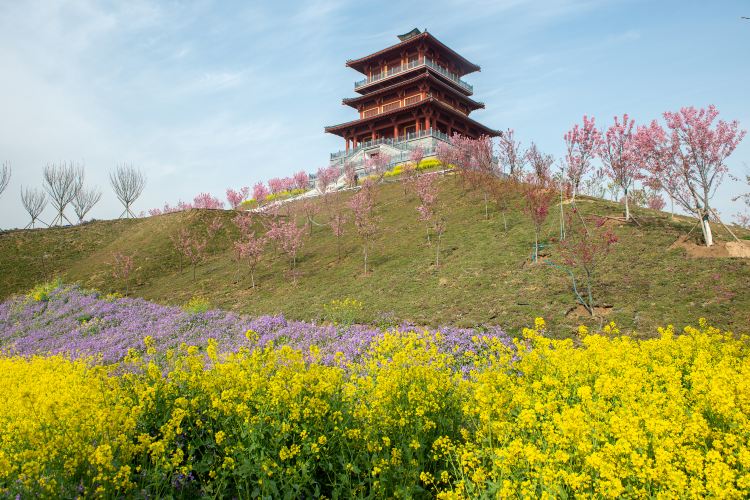 古柏渡丰乐樱花园