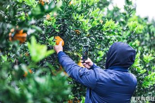 合川12月周边农旅景点及游玩路线推荐，太全了，赶紧收藏！
