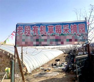 北京昌平香屯老段有机草莓采摘园,嗅着清香亲手摘草莓,边摘边吃!