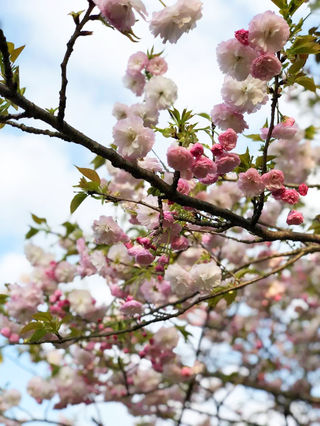 宁波最全赏樱线路公布！如梦如幻的远山粉黛，惊艳了每个目睹者