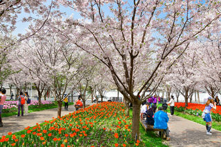 琴键春园里姹紫嫣红,上层樱花成云,下层郁金香遍地。