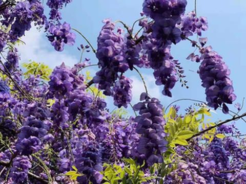 铁山东涧：紫藤文化节、乡村音乐会等你来