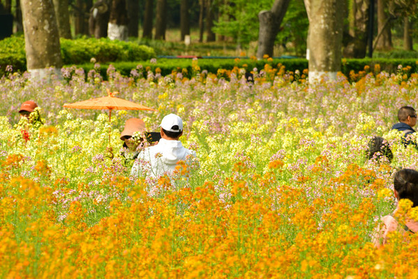 世纪公园“五彩油菜花海”“樱花岛”惊艳亮相 美不胜收