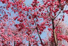 花园山旅游区景点图片