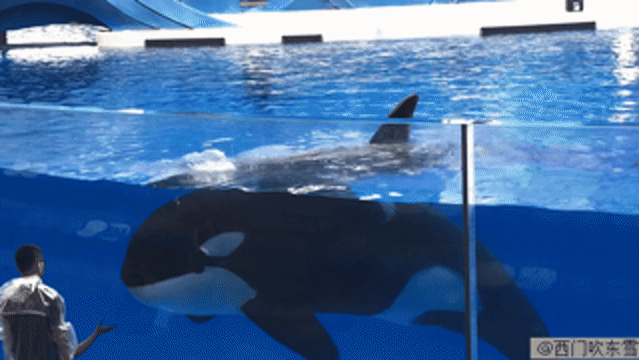 爆款！一次玩个够——上海海昌海洋公园游记