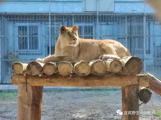 宜宾野生动物世界