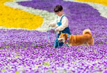花谷奇缘景点图片