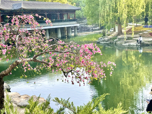 水榭景区的春韵