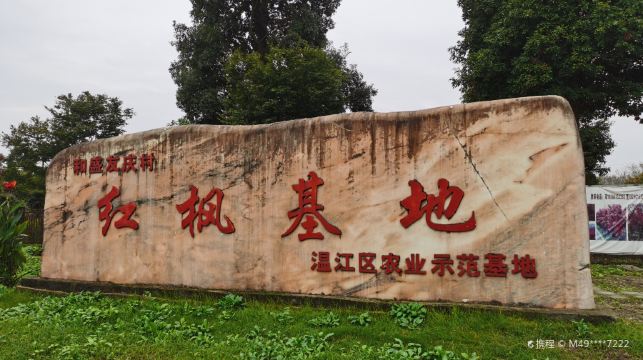 红枫基地