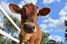 天堂农庄-奥克森福德