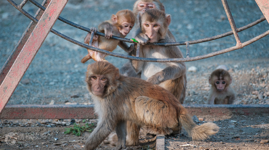 北方森林動物園