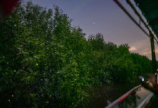 Firefly景点图片