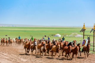 有一种旅行，叫夏天去呼伦贝尔大草原撒欢儿